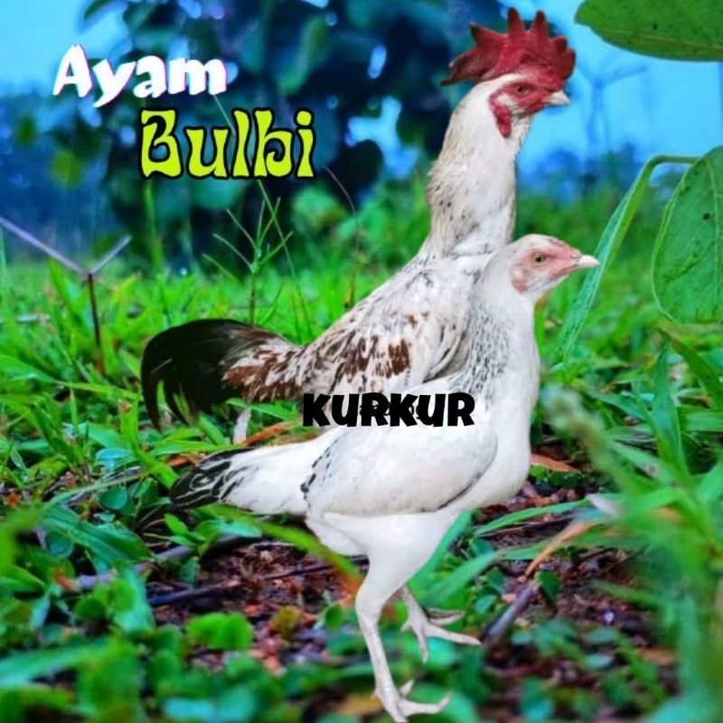 

telur ayam bulbi ori petarung bisa untuk di tetaskan