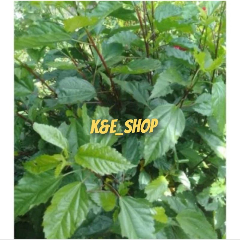 

Daun lentera segar daun bunga sepatu segar petik langsung