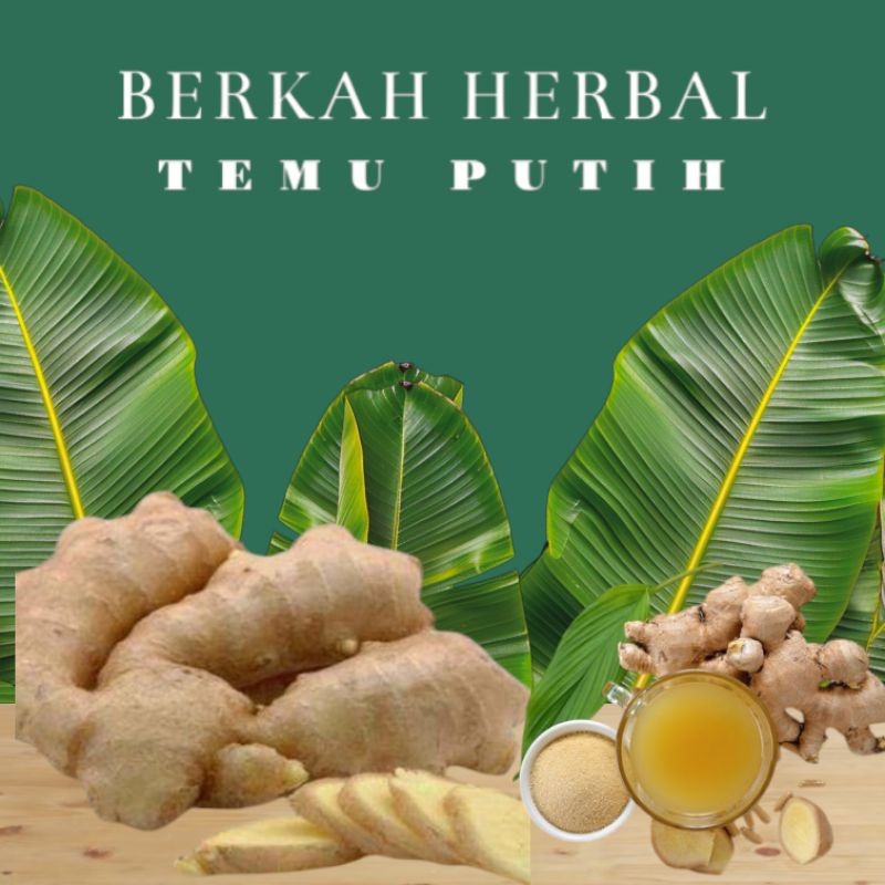 

Kunyit putih segar 1kg (temu putih/curcuma zedoaria)