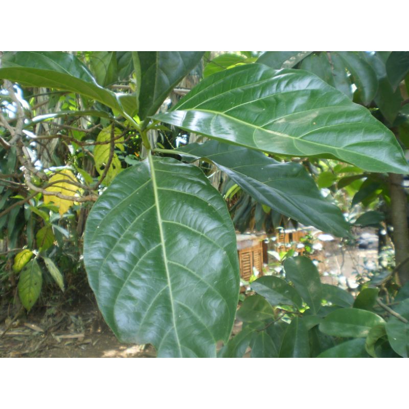 

Daun Mengkudu segar muda/tua free request 5cm-12cm/10lembar