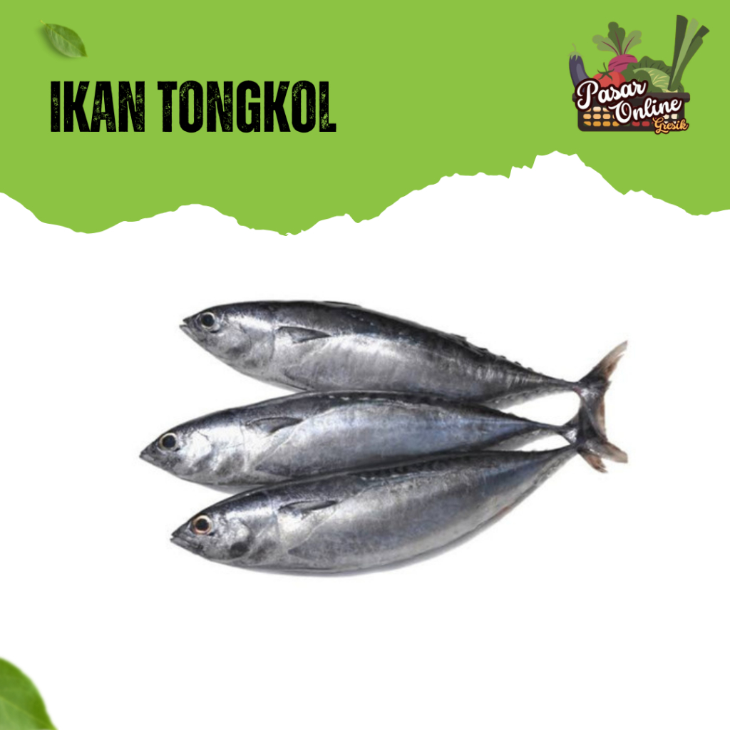 

IKAN TONGKOL FRESH - 1KG