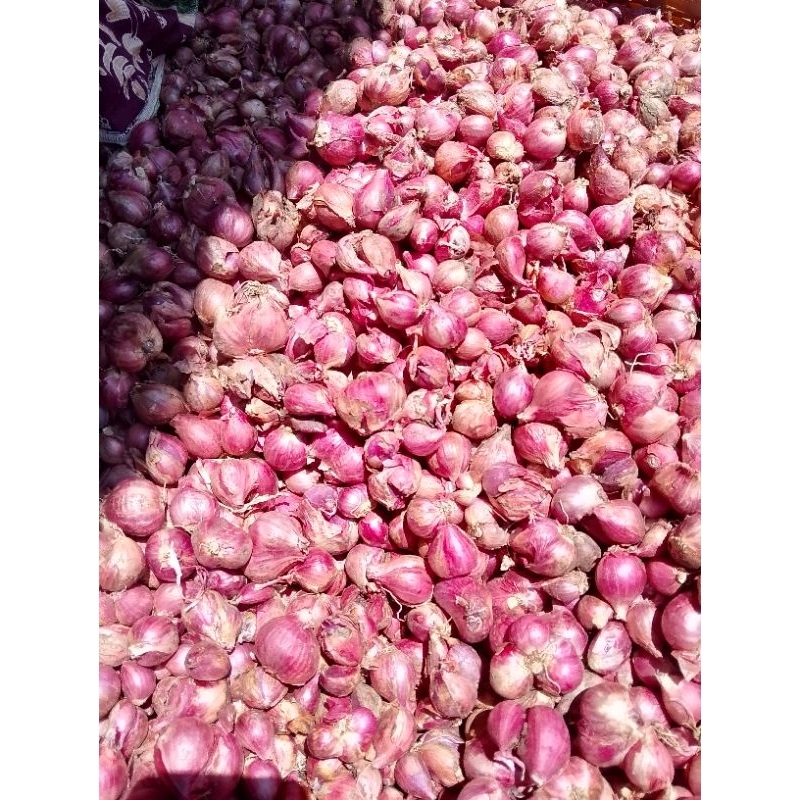

BAWANG MERAH 1KG-500 GRAM PROTOLAN(BESAR TANGGUNG)Probolinggo