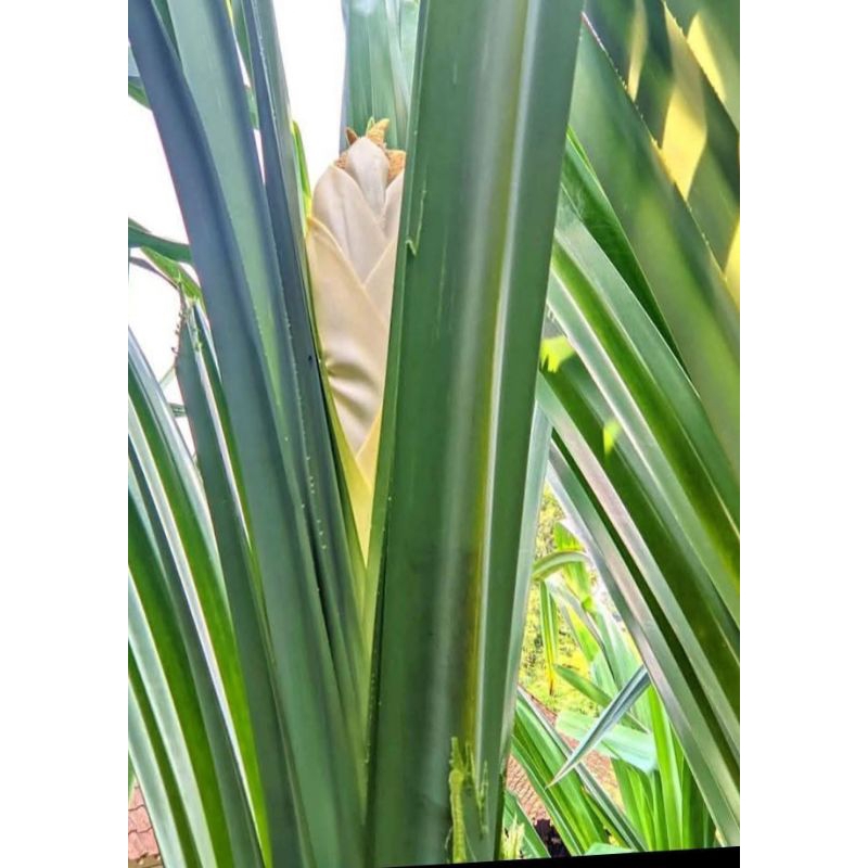 

daun pandan wangi segar termurah