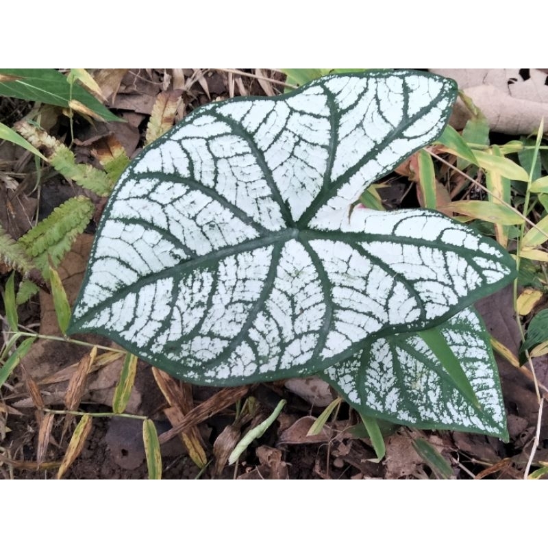 Tanaman talas hias / talas putih