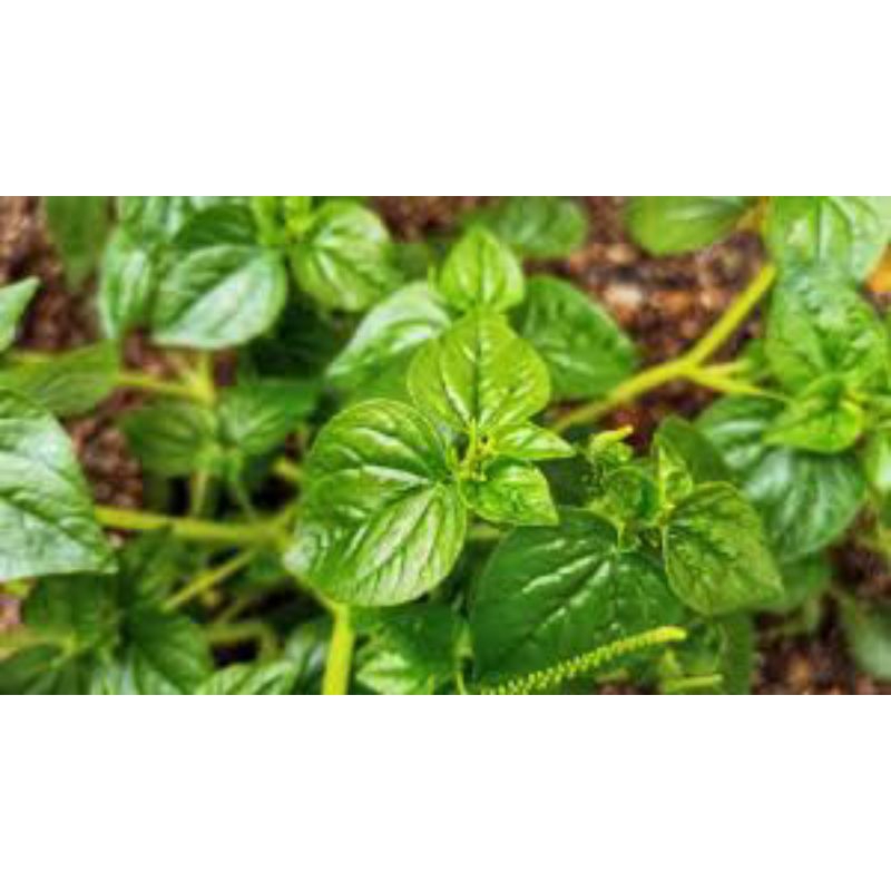 

daun sirih cina segar 500grm