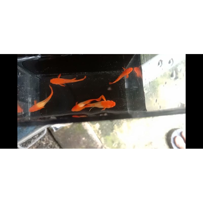 Pakan Guppy Albino Koi Red Ear Pasangan, Jantan full red ear, Betina mutasi 80%