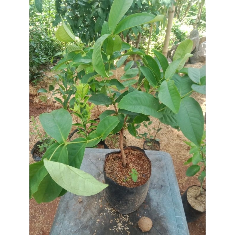 

jambu air benik / kancing merah