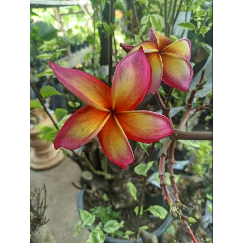 Plumeria Rubra/stek kamboja bunga rubra langka