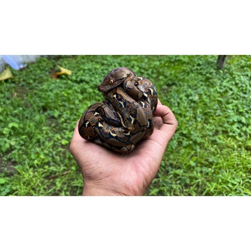 mainan python reticulatus termurah