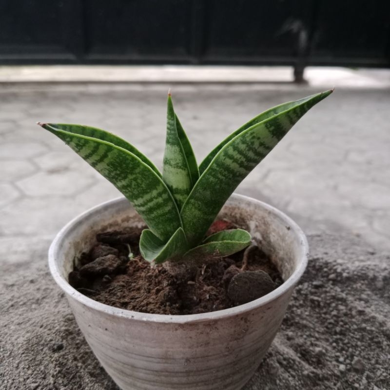 Sansevieria Hibryd Marsha Anjani