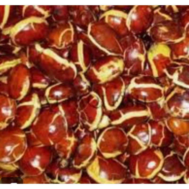

Ssl09 SEPI JENGKOL BESAR RP 43.500 / KG