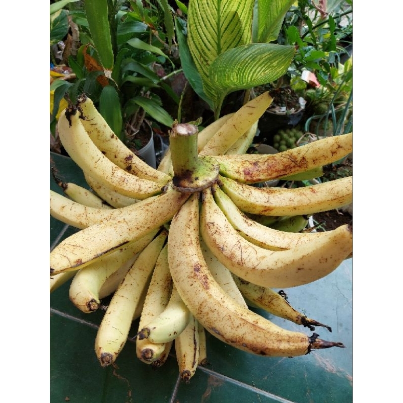 

Pisang Lempeneng Mentah 1 kilogram