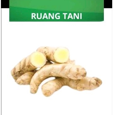 

TEMU PUTIH 250g