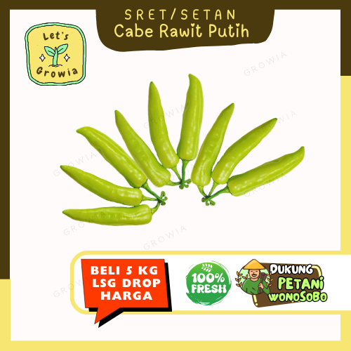 

Growia | Cabe Cabai Rawit Putih Reco Wonosobo 250 gr - Mulai 1/2 Kg Grosir Mulai 5 Kg Termurah | Cabe Cabai Rawit Putih Kledung Temanggung 250 gr - Mulai 1/2 Kg Grosir Mulai 5 Kg Termurah