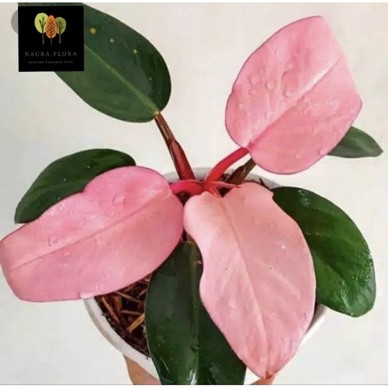 Tanaman hias pink kongo-philodendron pink kongo