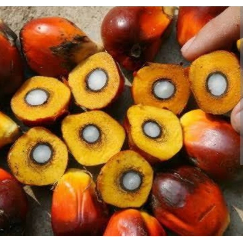 

buah sawit pilihan untuk umpan mancing