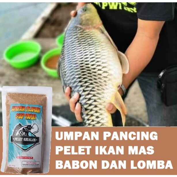 UMPAN PANCING PELET IKAN MAS BABON DAN LOMBA UNGGULAN