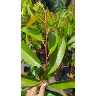 (PAKET 30 PCS) ENTRES DURIAN  MUSANGKING ENTRES ASLI BERBUAH