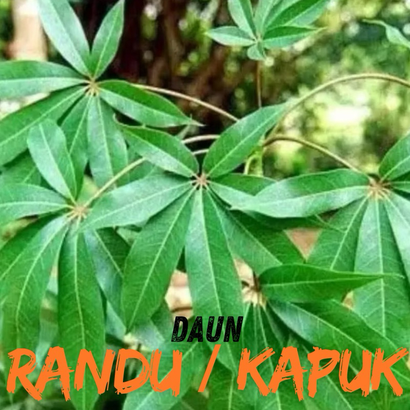 

Daun randu / daun kapuk 5 tangkai segar langsung dari kebun