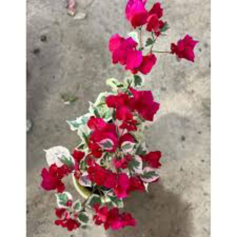 tanaman hias Bougenville delima merah