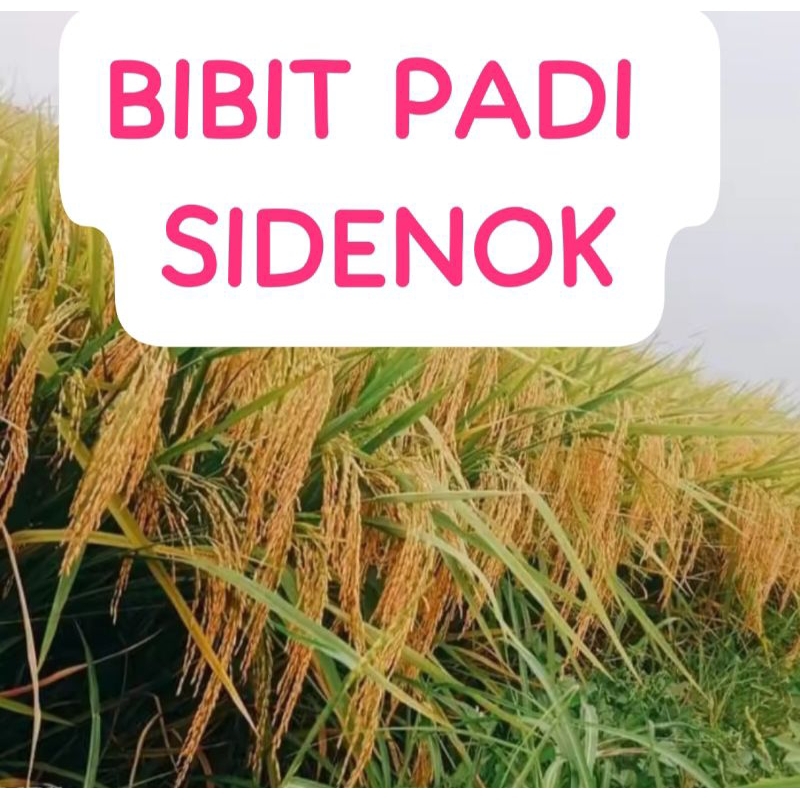 BIBIT PADI SIDENOK                      kemasan 10 Kg