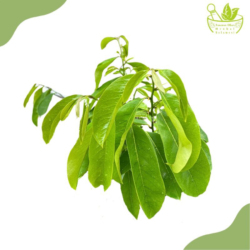 

Daun Sirsak Segar (25 Lembar)