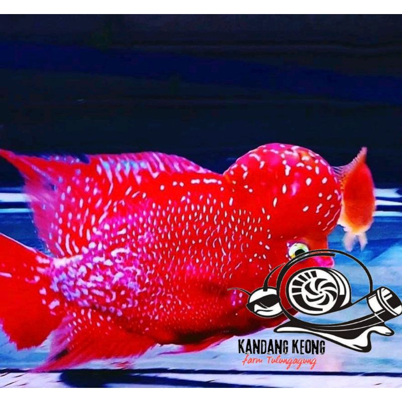 Hiasan aquarium vvip f3 red king kamfa merah merona hiasan ruang tamu
