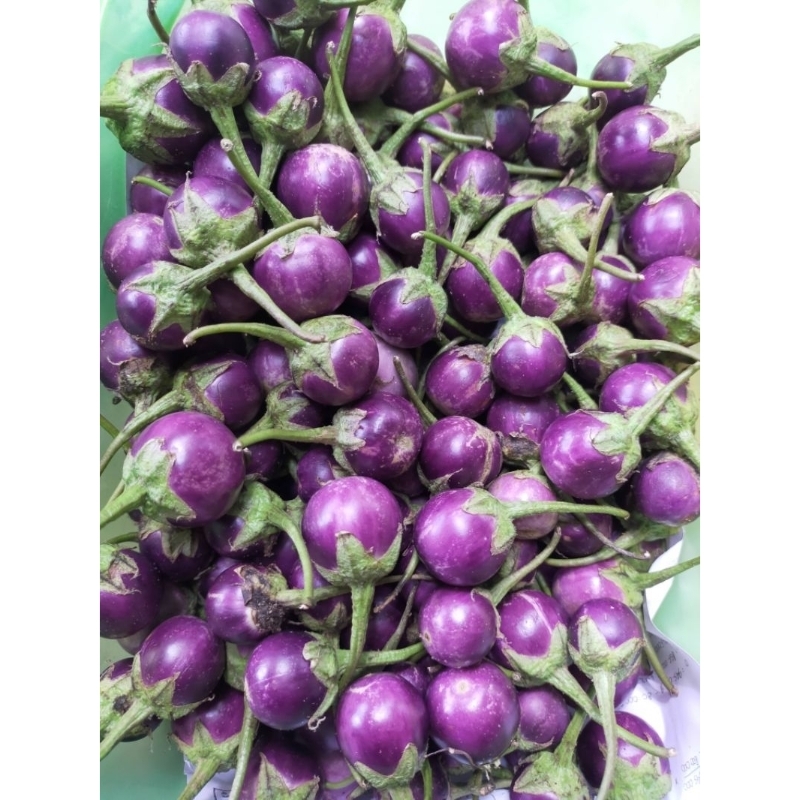 

Terong Ungu Bulat Sayur Segar Sayurnara Organik