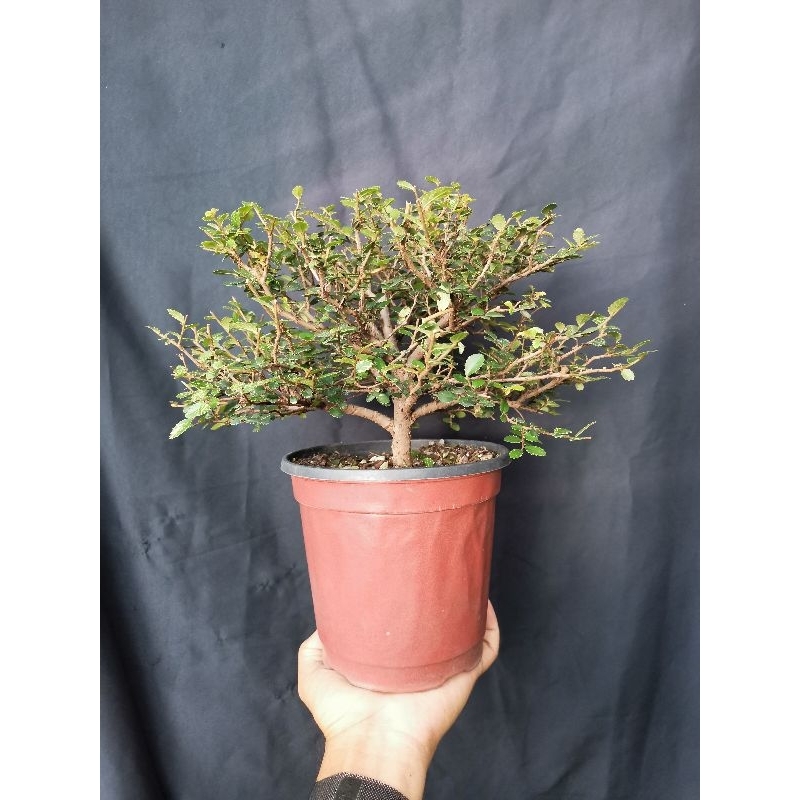 Ulmus micro varigata bahan bonsai mame