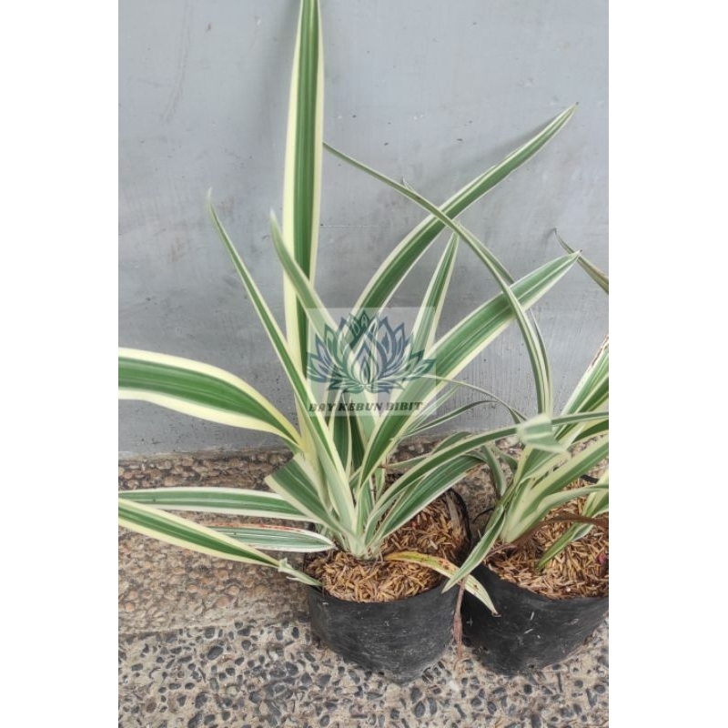 Tanaman hias pandanus variegata / pandan putih