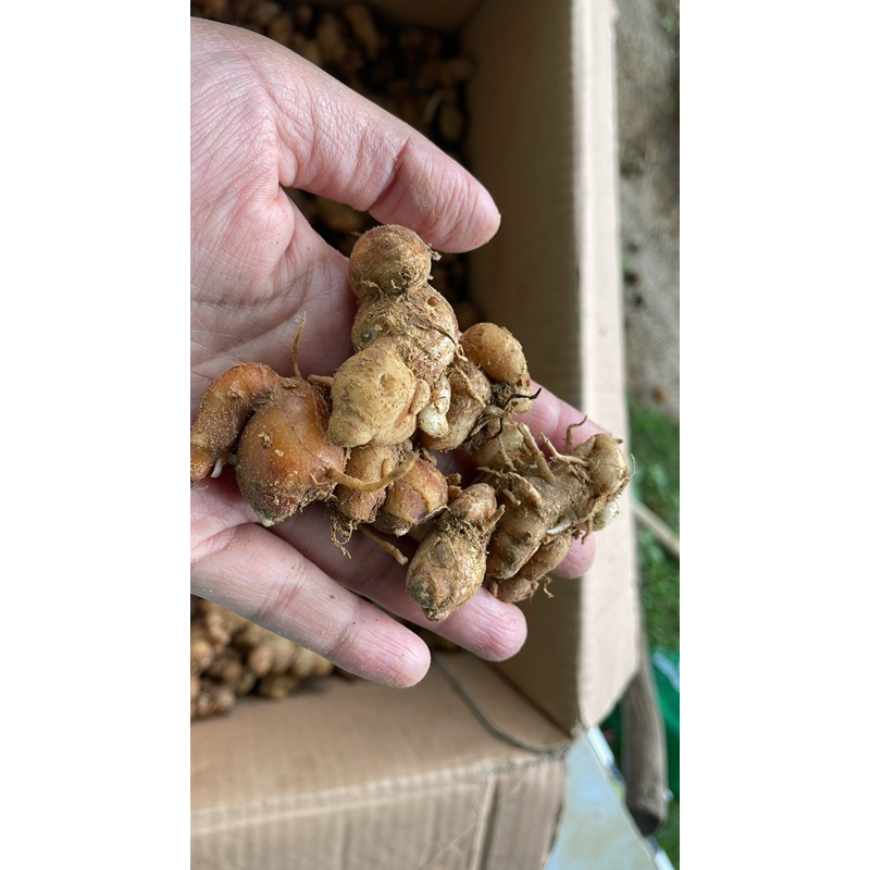 

kencur bumbu asli wonogiri berat 350gram