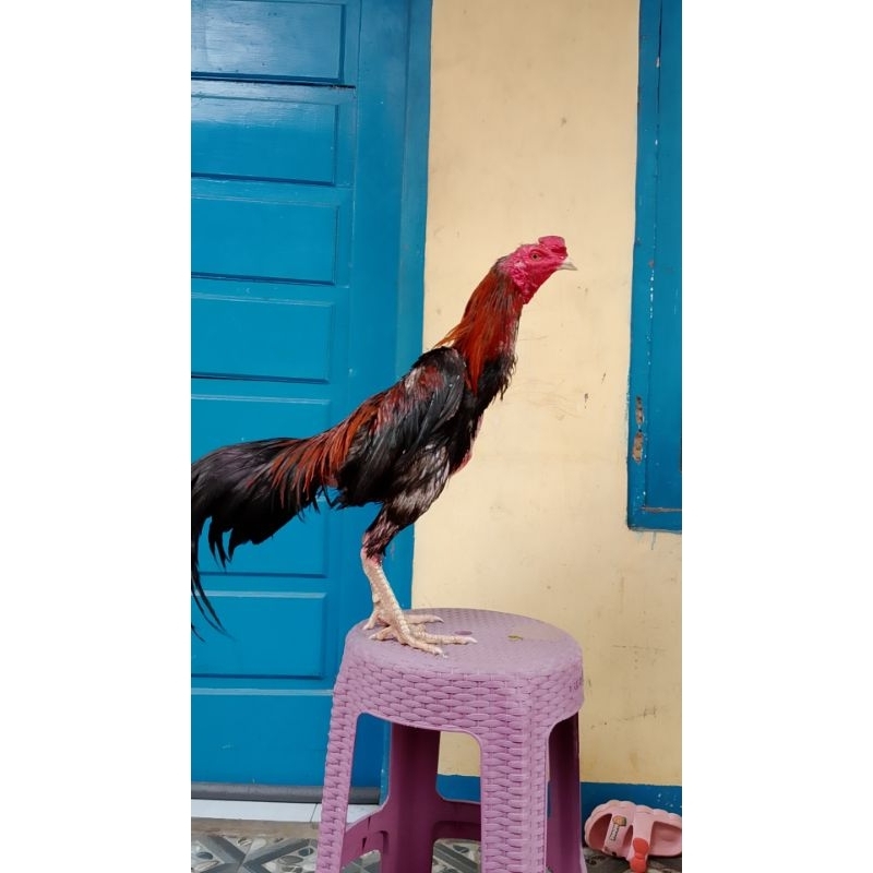 Ayam bangkok kualitas bagus ayam muda ayam berkualitas super jalu