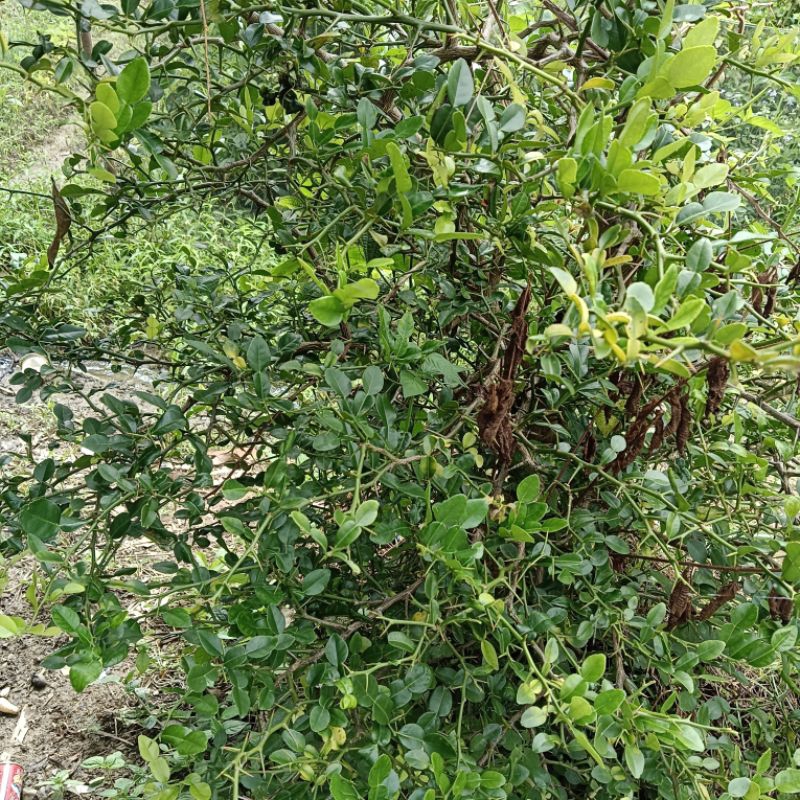 

daun jeruk purut segar per pack