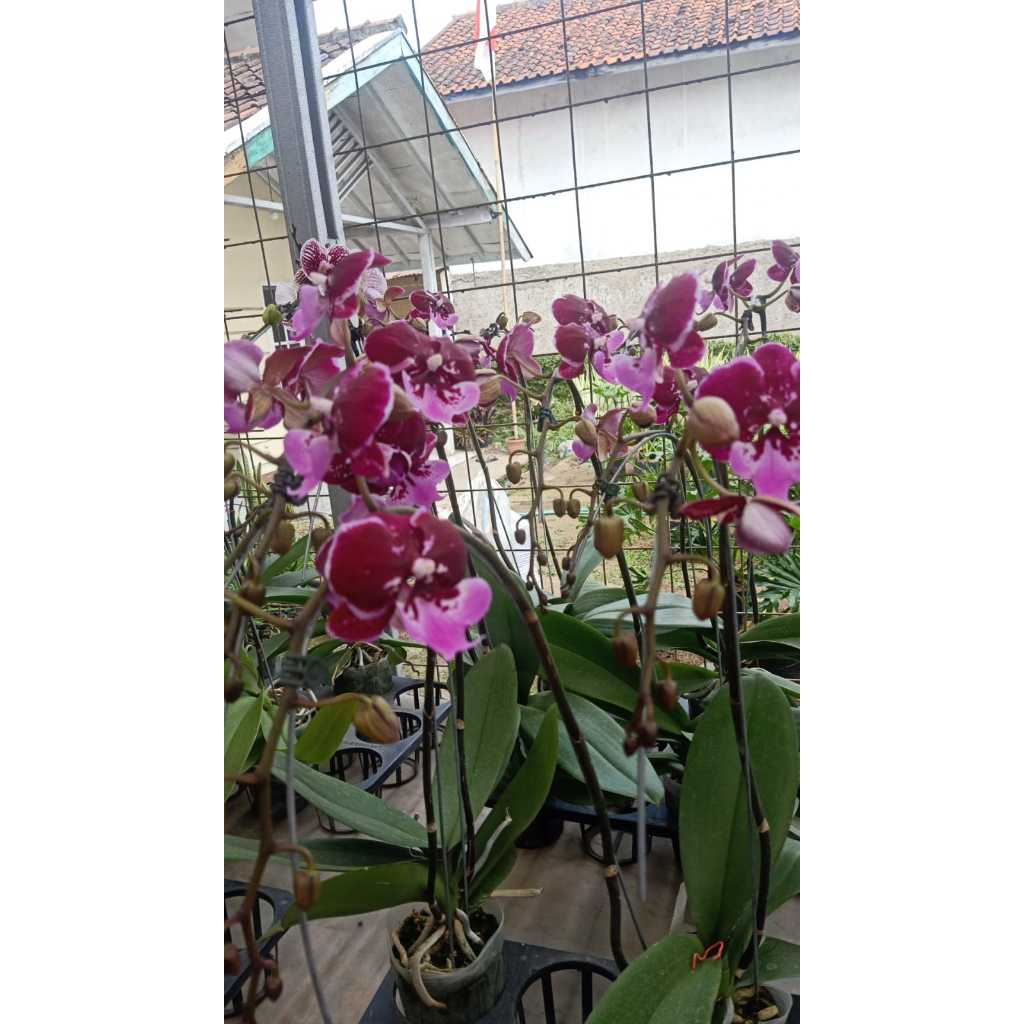 Tanaman Hias Anggrek - Tanaman Anggrek beserta pot