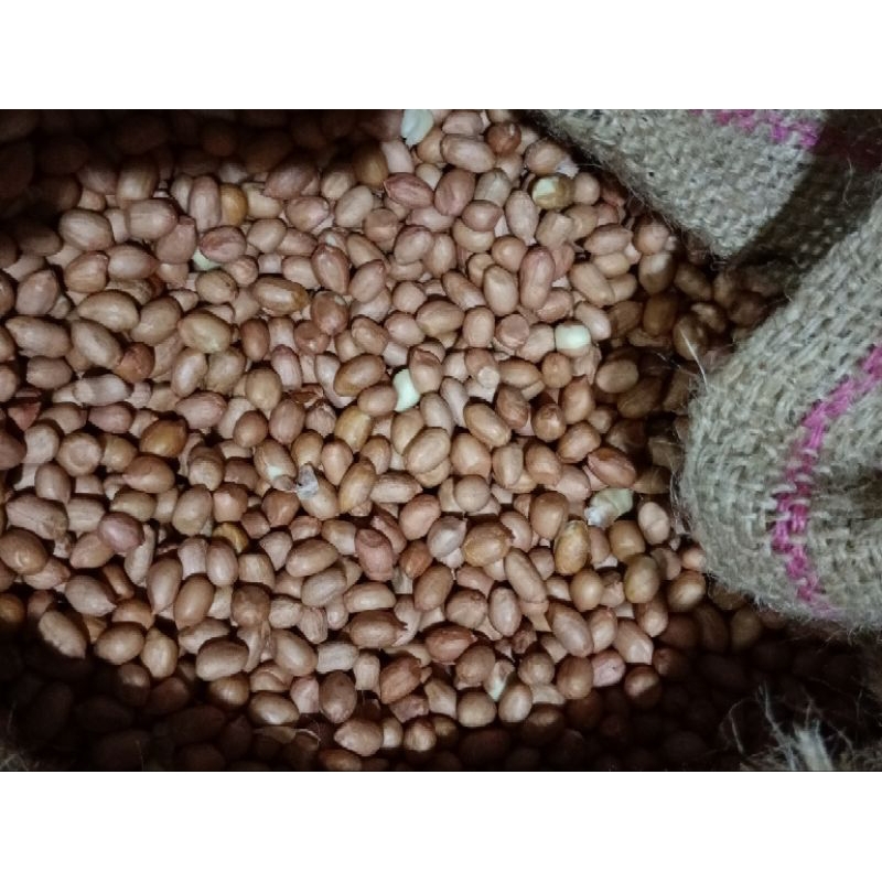 

250 Gram Kacang Tanah Mentah (Ukuran Besar)