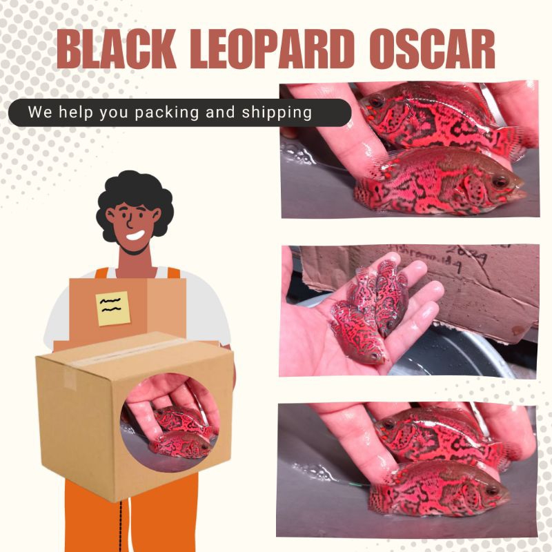 

FishRoom||Dus Packing Black Leopard Oscar