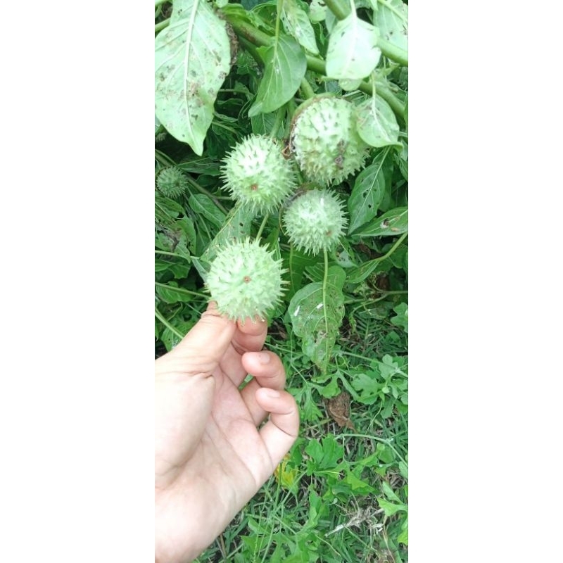 

Buah kecubung murah fres langsung petik murah 500 gram