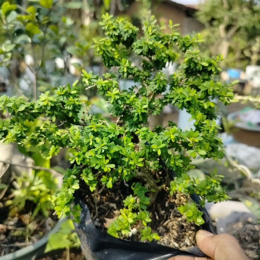 BIBIT BONSAI IMPORT Tanaman Import Bahan bonsai Saengsimbur micro Thailand ori