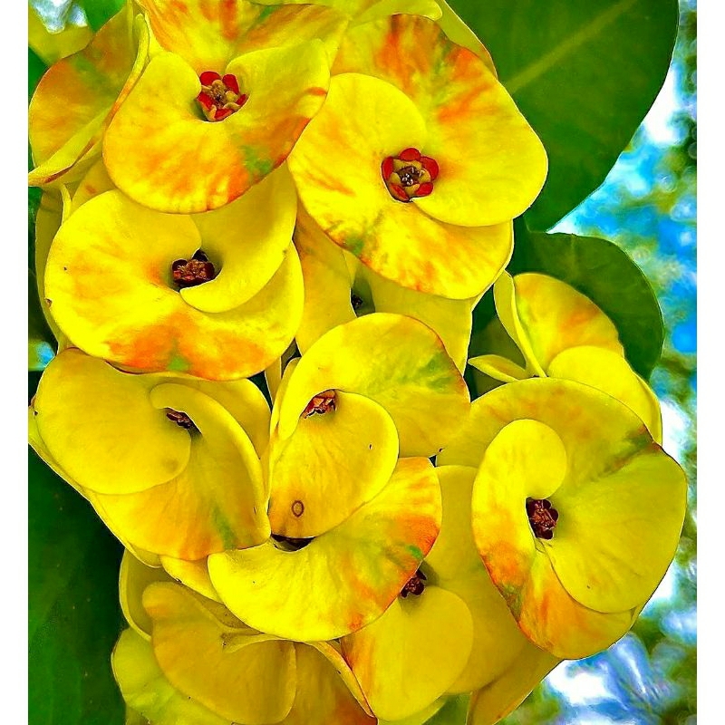 Bunga Euphorbia Milii Yellow Sunshine Mahkota Duri