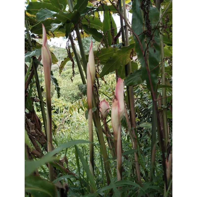 

kecomrang segar 2 pcs
