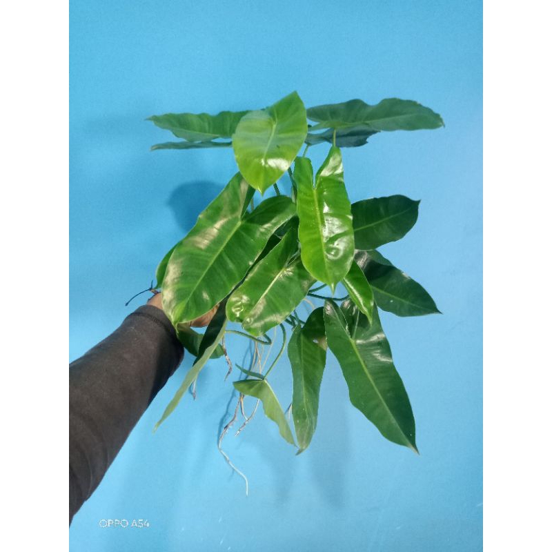 termurah tanaman brekele rimbun - tanaman  penyerap virus - tanaman hias