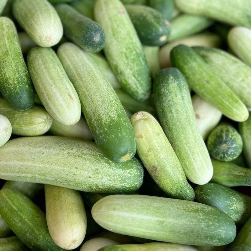 

Timun / Bonteng Sayur