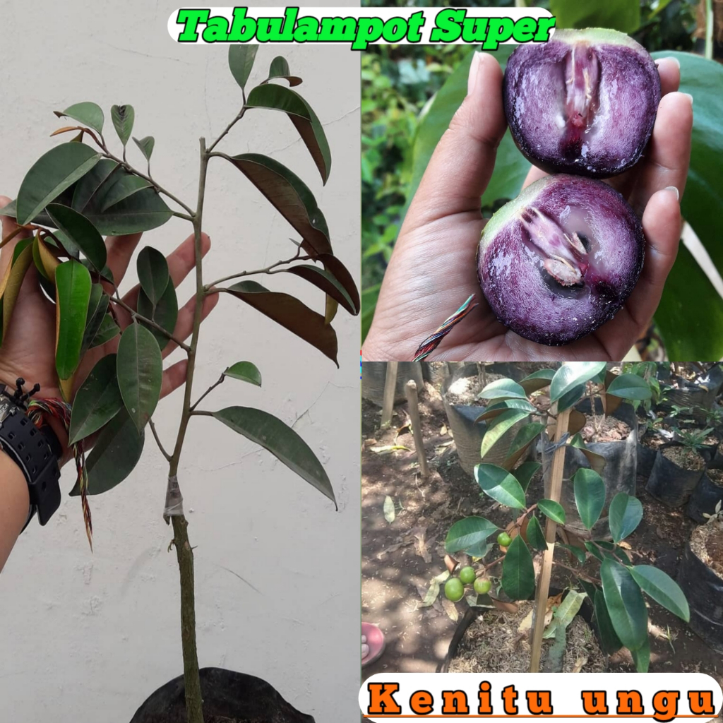 Bibit kenitu ungu super siap berbuah pendek Tanaman kenitu super genjah Tabulampot Super