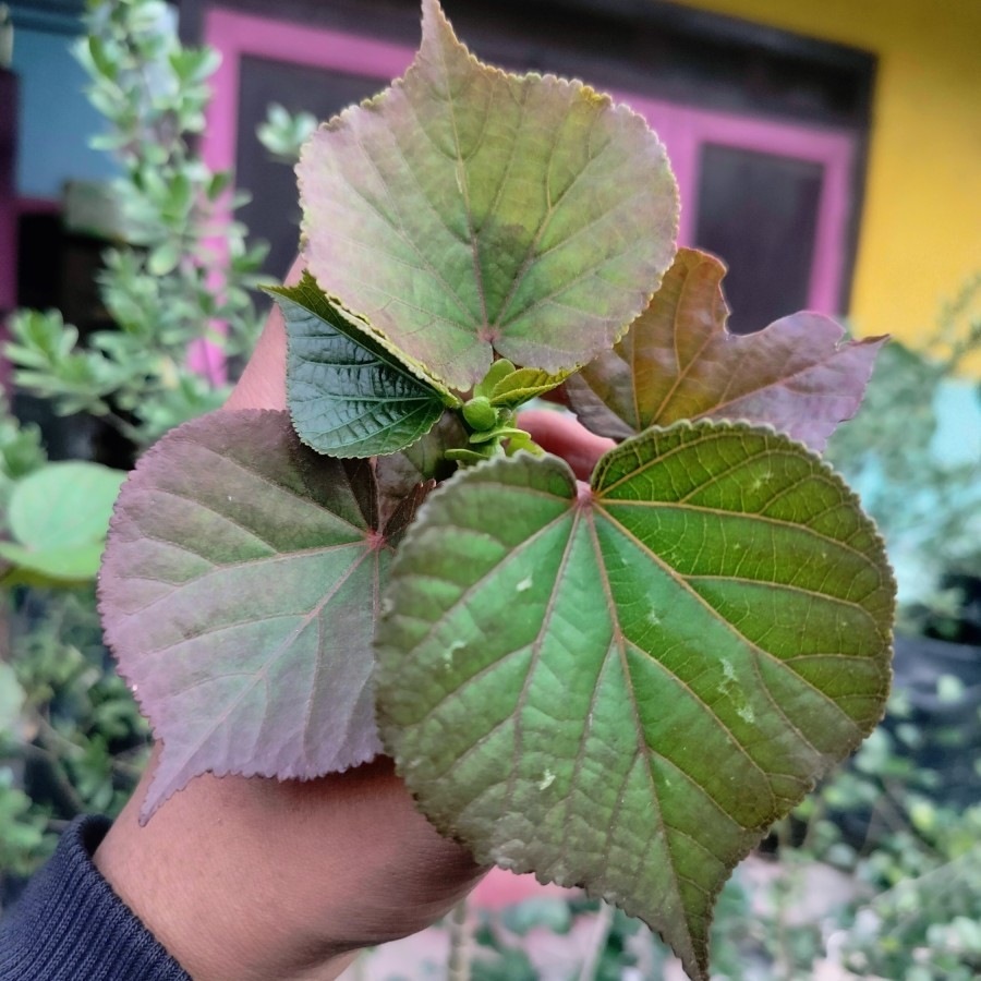 BIBIT BONSAI IMPORT Bahan bonsai Waru India Mutasi urat merah daun tebal