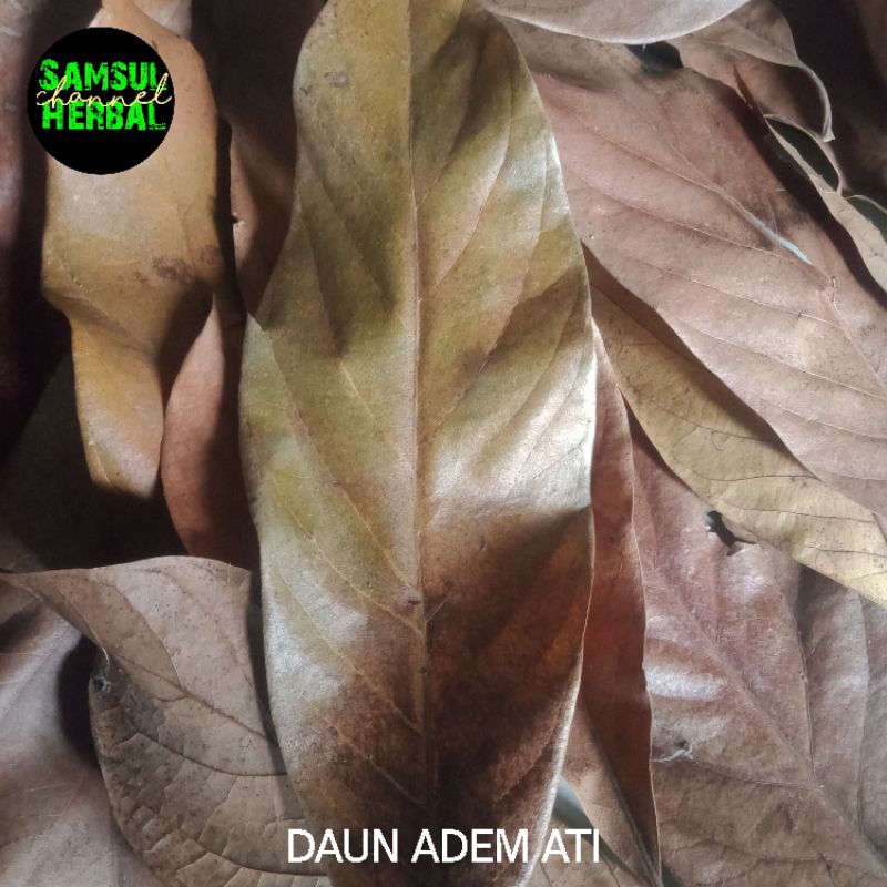 

daun adem ati tua di pohon,kering harga perlembar