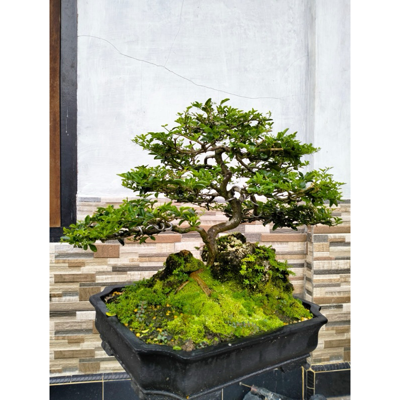 Bonsai siap pajang JERUK KINGKIT