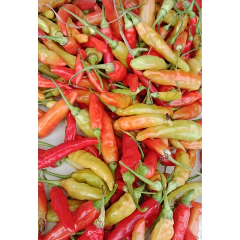 

cabe setan bandungan