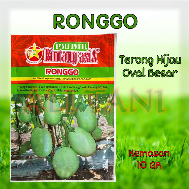 RONGGO Benih/Bibit Terong Hijau Bulat Besar