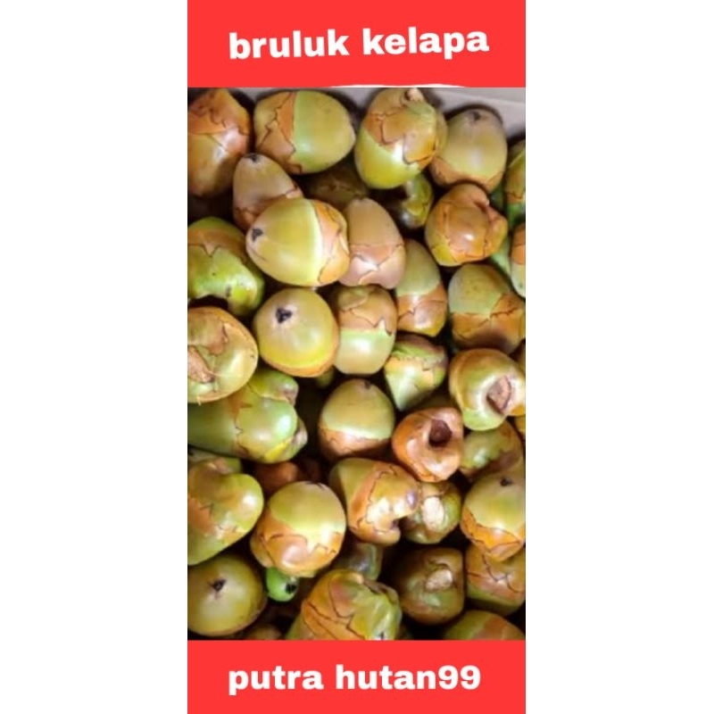 

bluluk klapa/buah kelapa muda