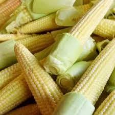 

PUTREN KEPUTREN JAGUNG MUDA
